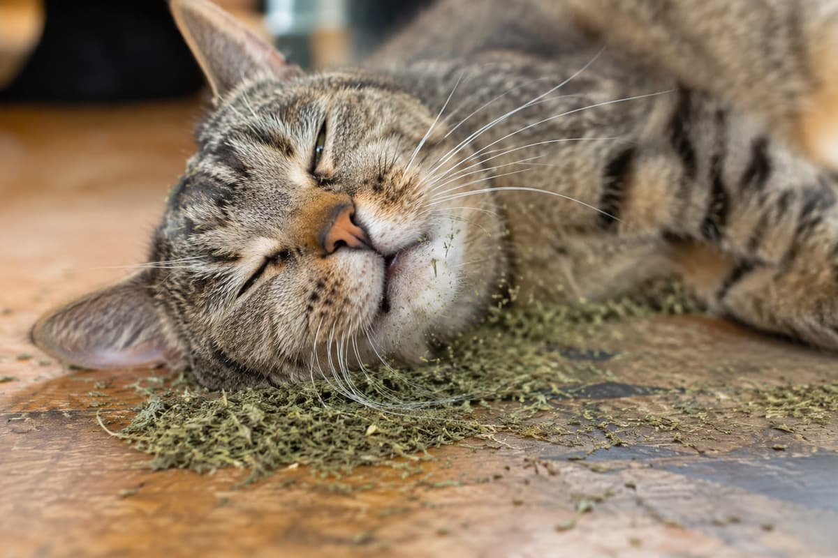 A cat rolling and rubbing its face against catnip — the chemistry of feline defense against mosquitoes