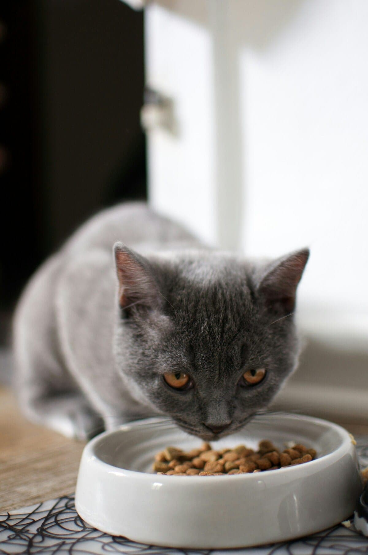 A cat sniffing a piece of raw meat next to a bowl of kibble, a kitchen-counter scene